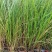 基地直供花境植物细叶芒观赏草细叶埋盆栽量大从优批发供应