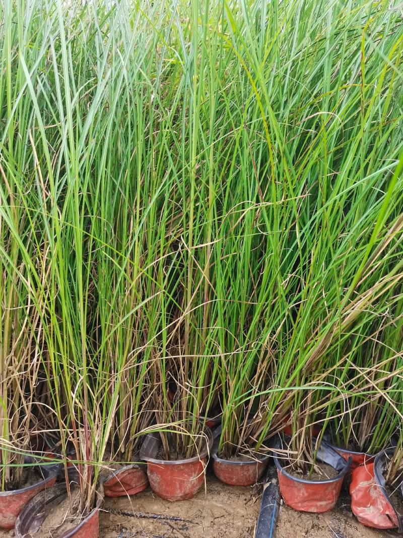 基地直供花境植物细叶芒观赏草细叶埋盆栽量大从优批发供应