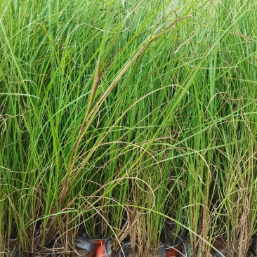 基地直供花境植物细叶芒观赏草细叶埋盆栽量大从优批发供应