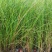 基地直供花境植物细叶芒观赏草细叶埋盆栽量大从优批发供应