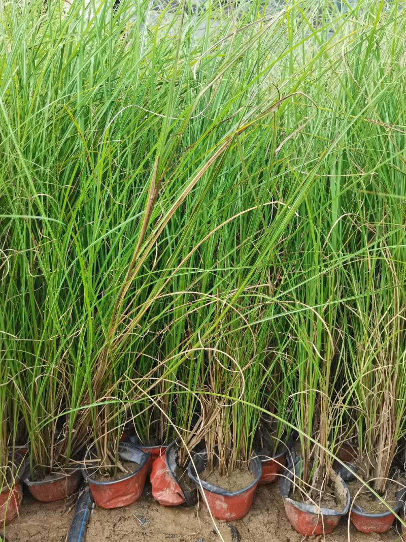 基地直供花境植物细叶芒观赏草细叶埋盆栽量大从优批发供应