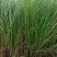基地直供花境植物细叶芒观赏草细叶埋盆栽量大从优批发供应