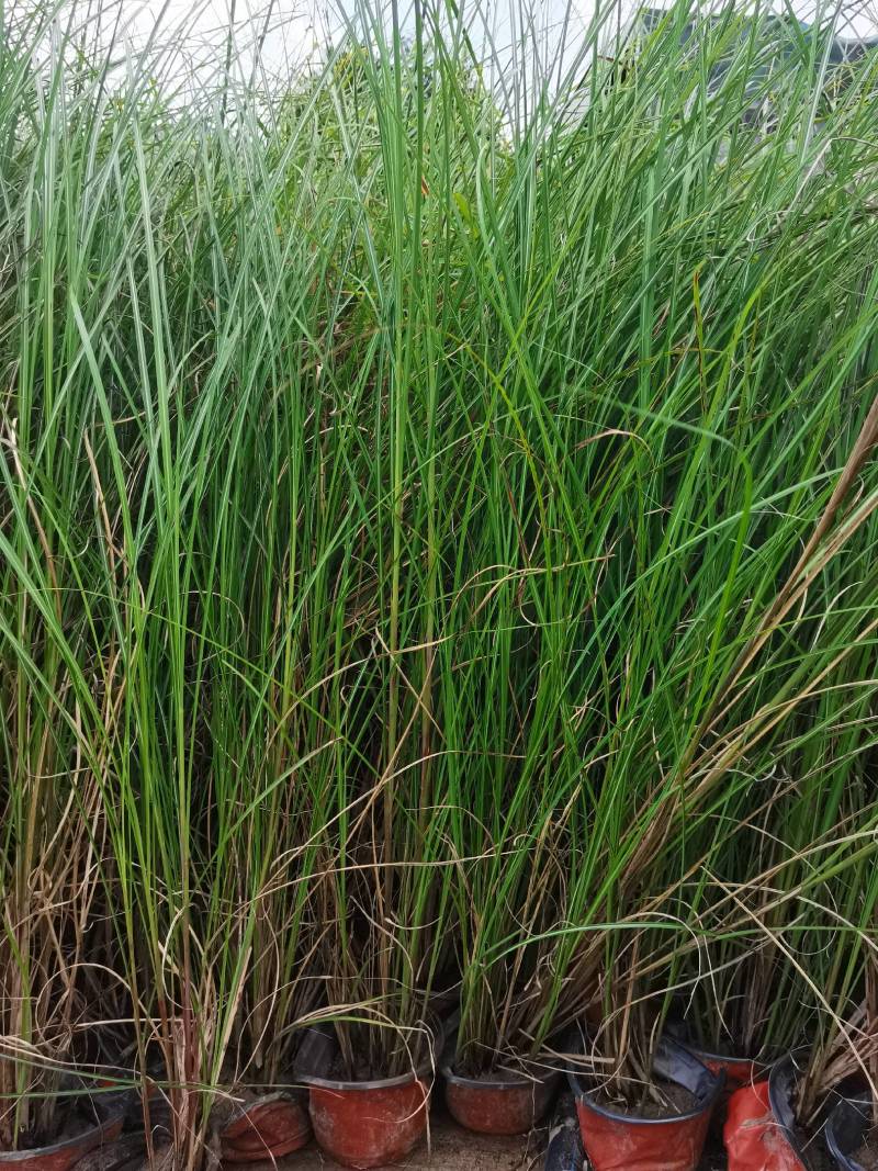 基地直供花境植物细叶芒观赏草细叶埋盆栽量大从优批发供应