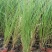 基地直供花境植物细叶芒观赏草细叶埋盆栽量大从优批发供应