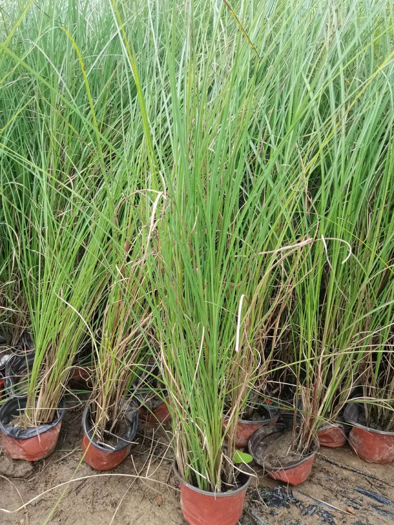 基地直供花境植物细叶芒观赏草细叶埋盆栽量大从优批发供应
