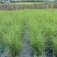 基地直供花境植物细叶芒观赏草细叶埋盆栽量大从优批发供应