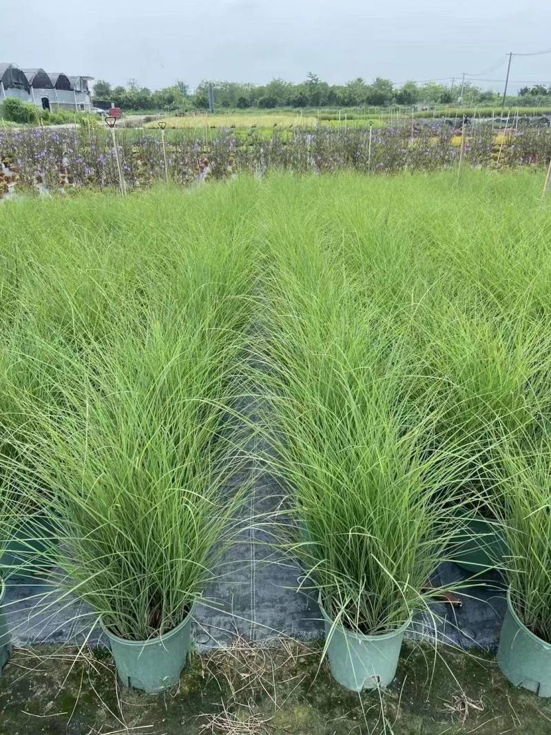 基地直供花境植物细叶芒观赏草细叶埋盆栽量大从优批发供应