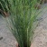 基地直供花境植物细叶芒观赏草细叶埋盆栽量大从优批发供应