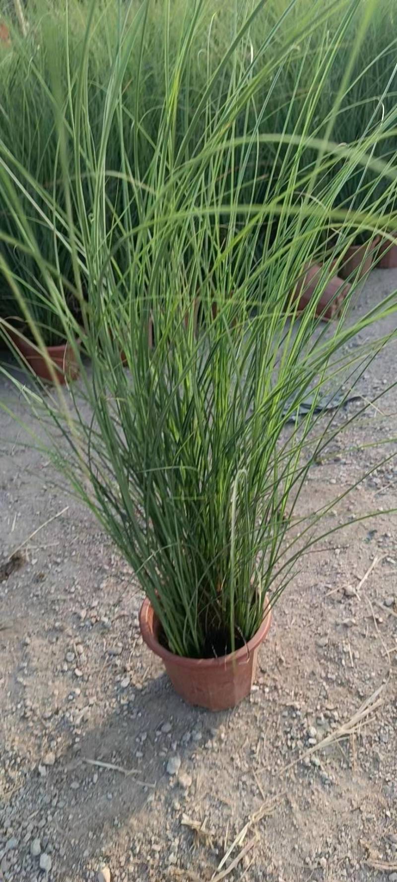 基地直供花境植物细叶芒观赏草细叶埋盆栽量大从优批发供应