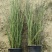 基地直供花境植物细叶芒观赏草细叶埋盆栽量大从优批发供应