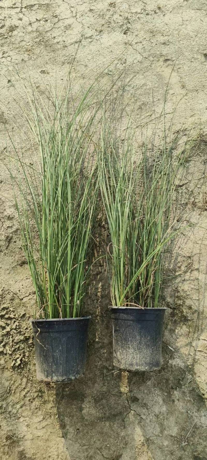 基地直供花境植物细叶芒观赏草细叶埋盆栽量大从优批发供应