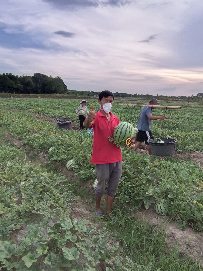 种植露天8424西瓜百多亩现有熟瓜20多万斤急需卖出