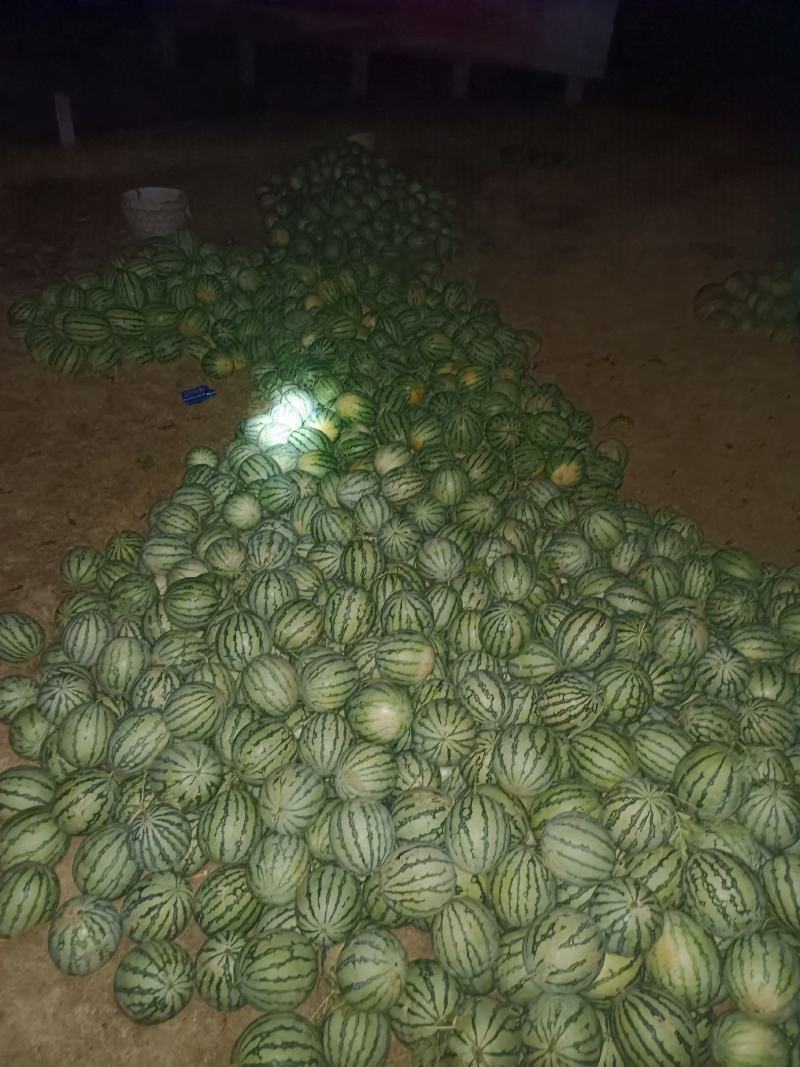 种植露天8424西瓜百多亩现有熟瓜20多万斤急需卖出