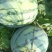 种植露天8424西瓜百多亩现有熟瓜20多万斤急需卖出