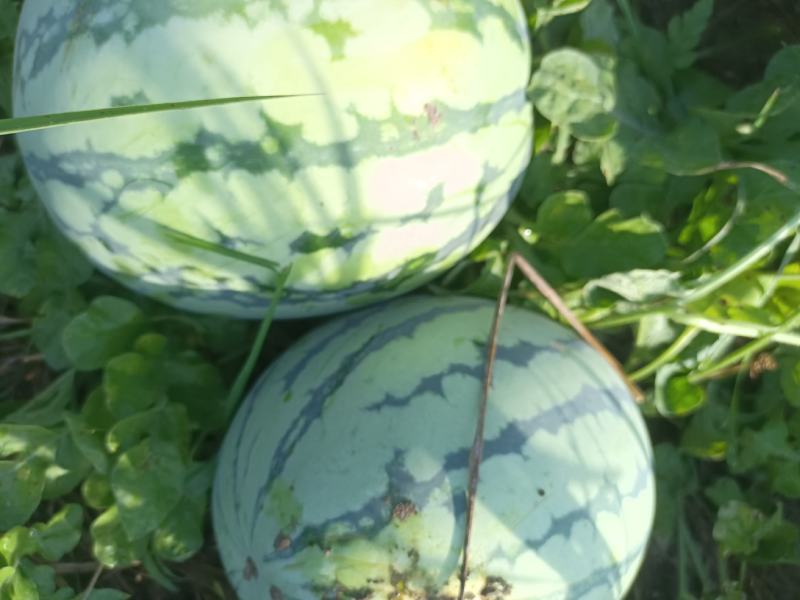 种植露天8424西瓜百多亩现有熟瓜20多万斤急需卖出