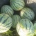 种植露天8424西瓜百多亩现有熟瓜20多万斤急需卖出