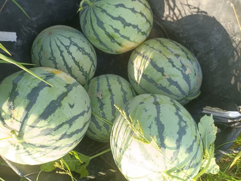 种植露天8424西瓜百多亩现有熟瓜20多万斤急需卖出