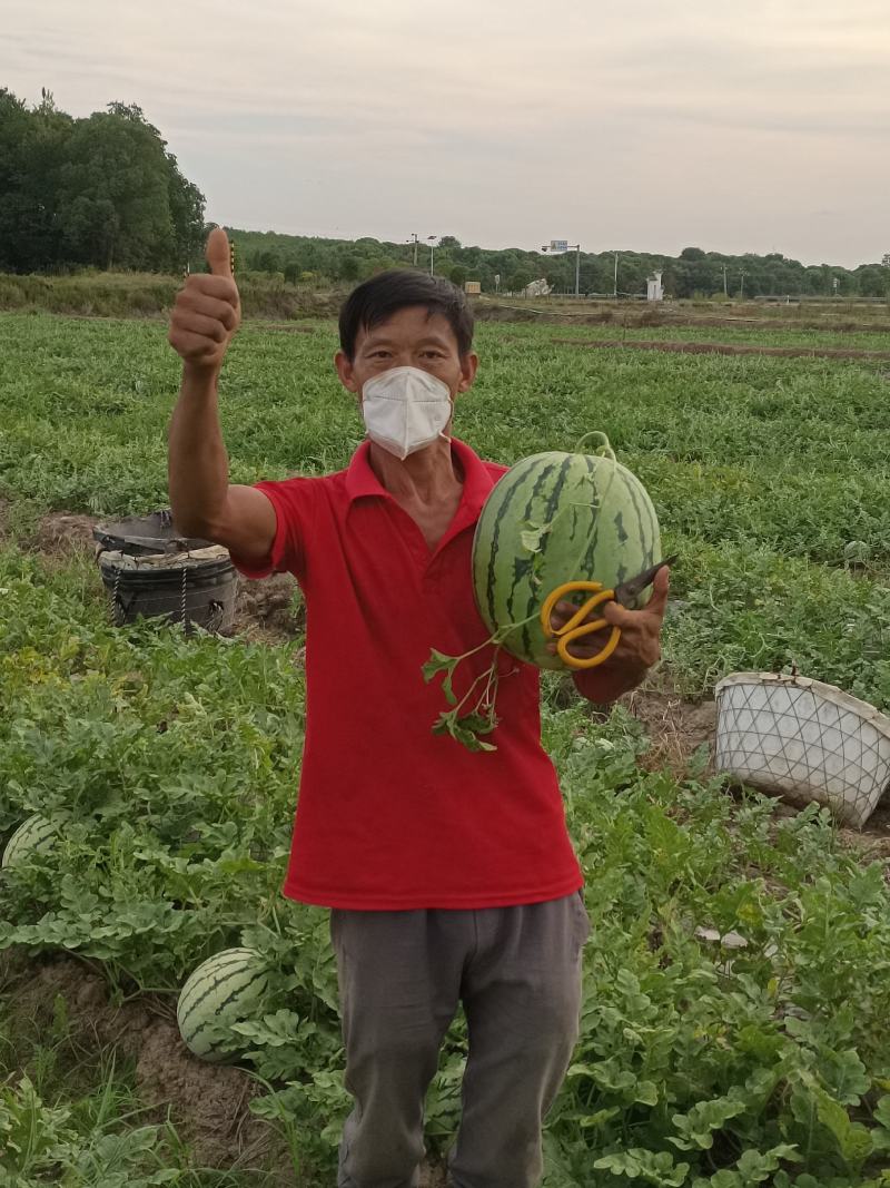 种植露天8424西瓜百多亩现有熟瓜20多万斤急需卖出