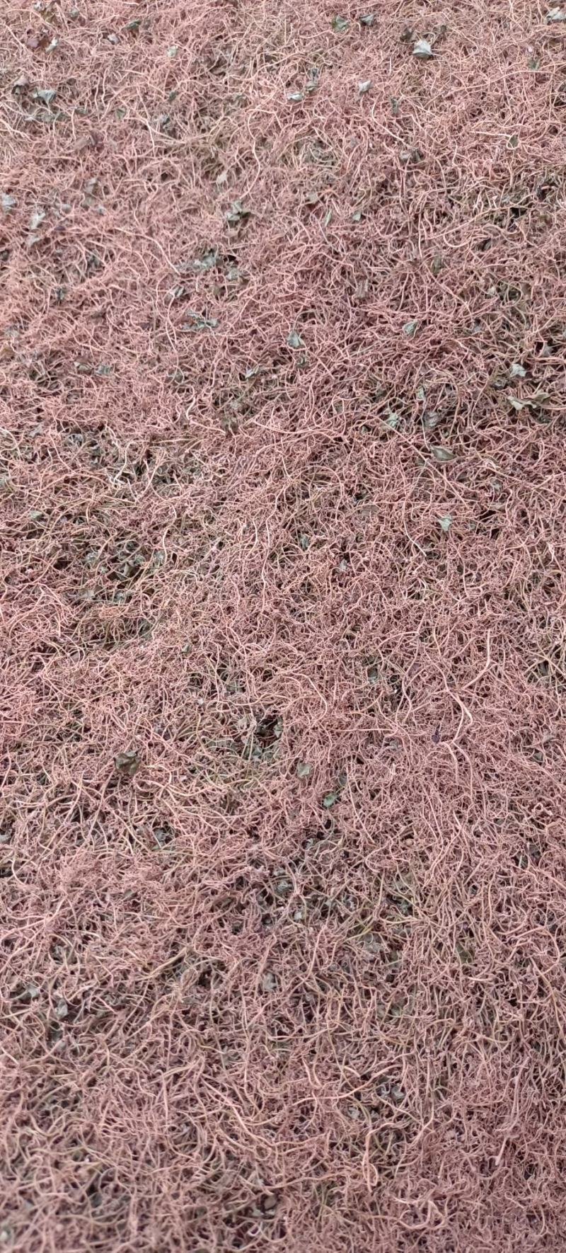 马蹄金，小叶金钱草，自然晒干一手货源产地发货