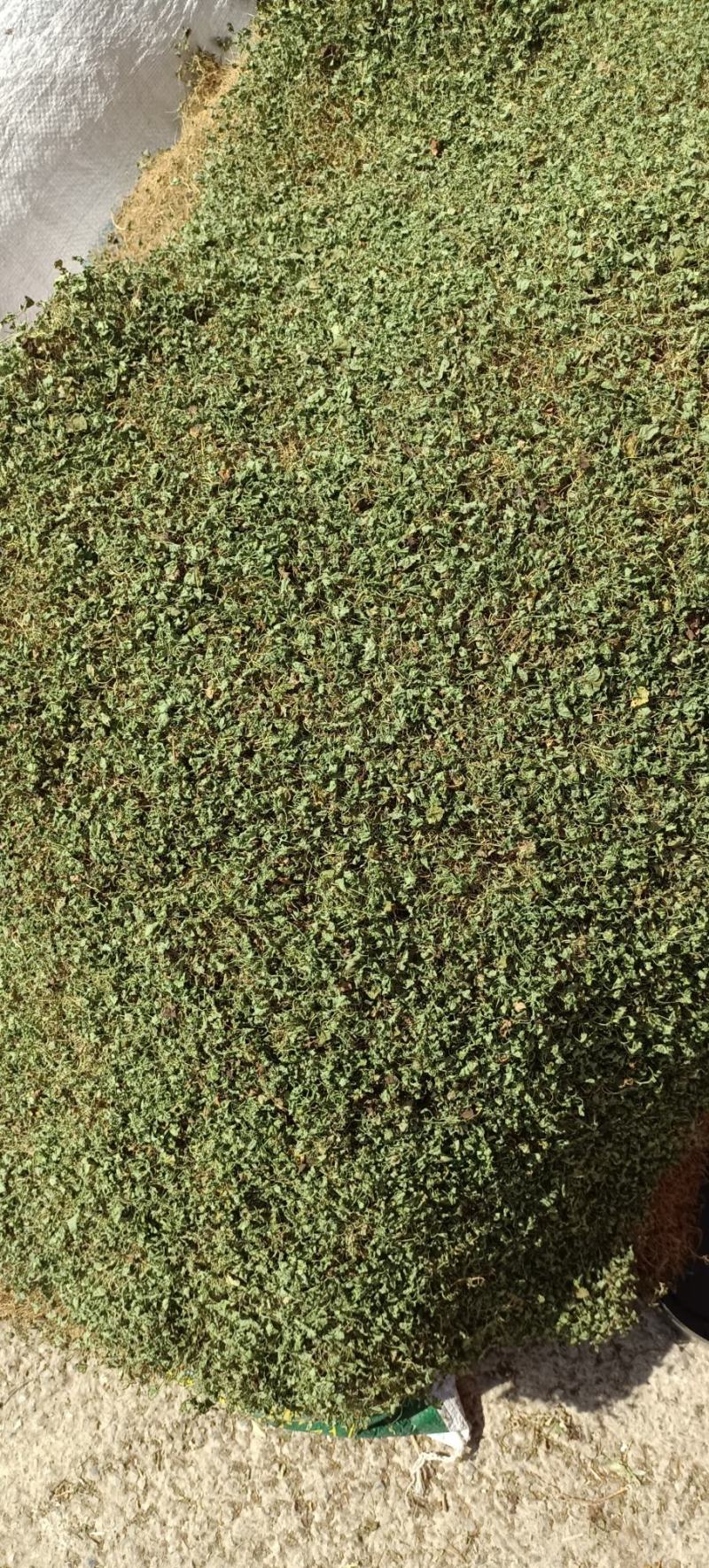 马蹄金，小叶金钱草，自然晒干一手货源产地发货