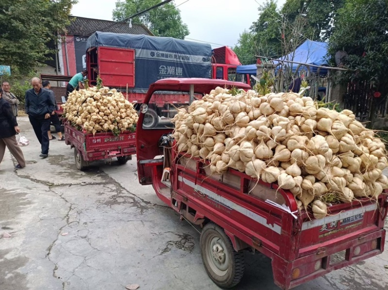 大量供应地瓜，凉薯，欢迎全国客商来电洽谈