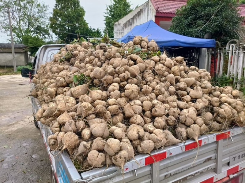 大量供应地瓜，凉薯，欢迎全国客商来电洽谈