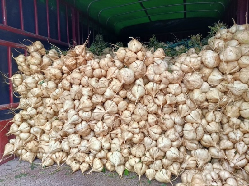 大量供应地瓜，凉薯，欢迎全国客商来电洽谈