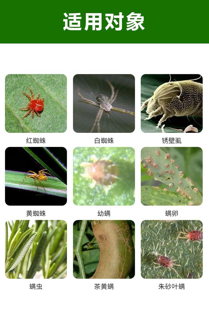 15%哒螨灵红蜘蛛螨虫若螨成螨卵柑橘苹果树小麦