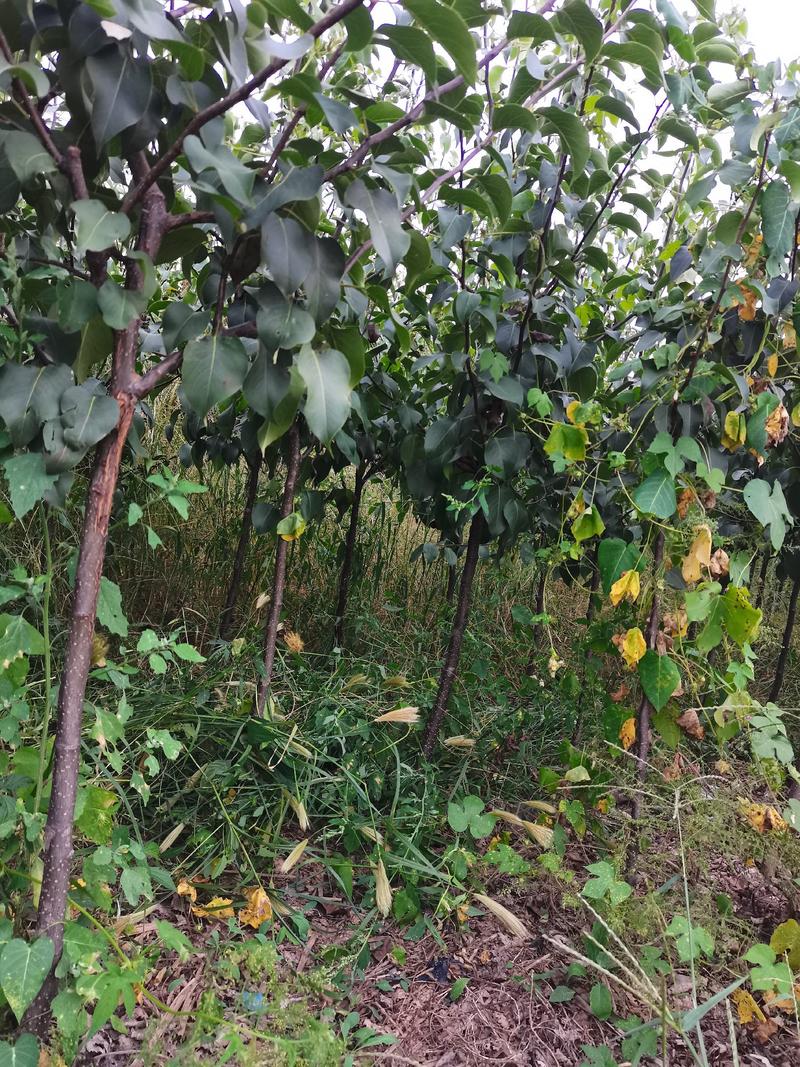 定植的寒红梨树苗，自己家的有用的可以联系。