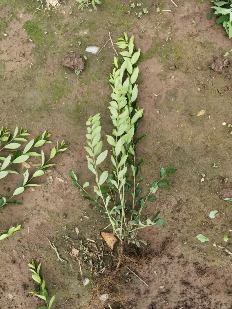 大量批发水腊播种苗绿篱夹植水腊苗产地一手货源