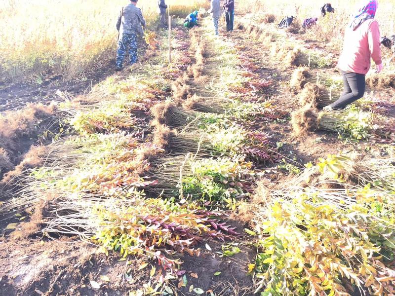 大量批发水腊播种苗绿篱夹植水腊苗产地一手货源