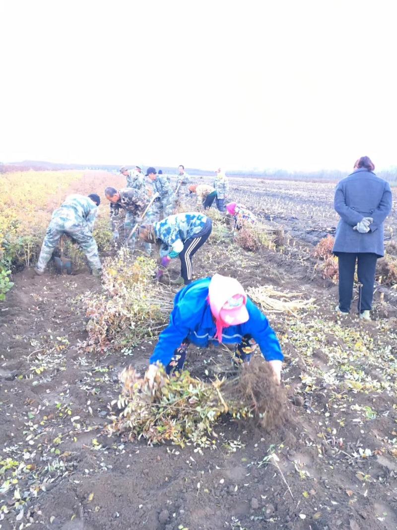 大量批发水腊播种苗绿篱夹植水腊苗产地一手货源
