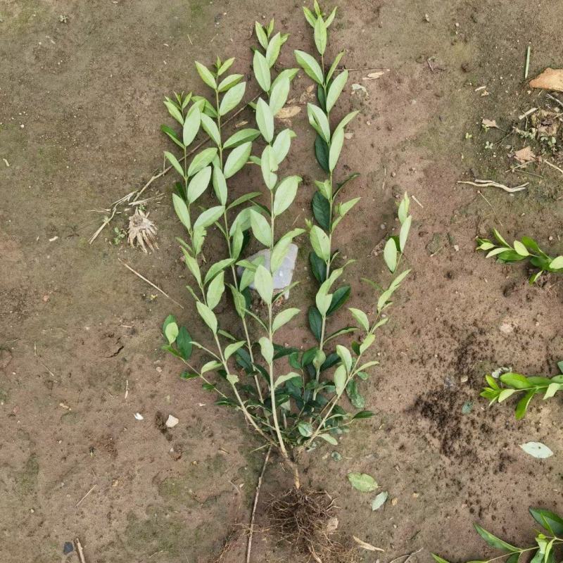 大量批发水腊播种苗绿篱夹植水腊苗产地一手货源