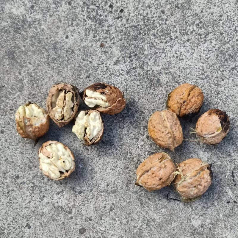鲜核桃，鸡蛋皮核桃，青核桃，云南产地货源，价格合理，电联