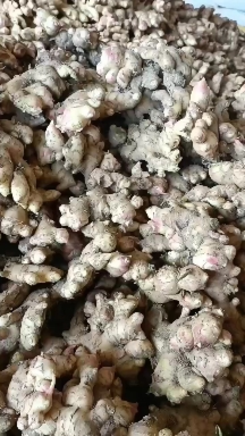 广西天等大肉嫩姜