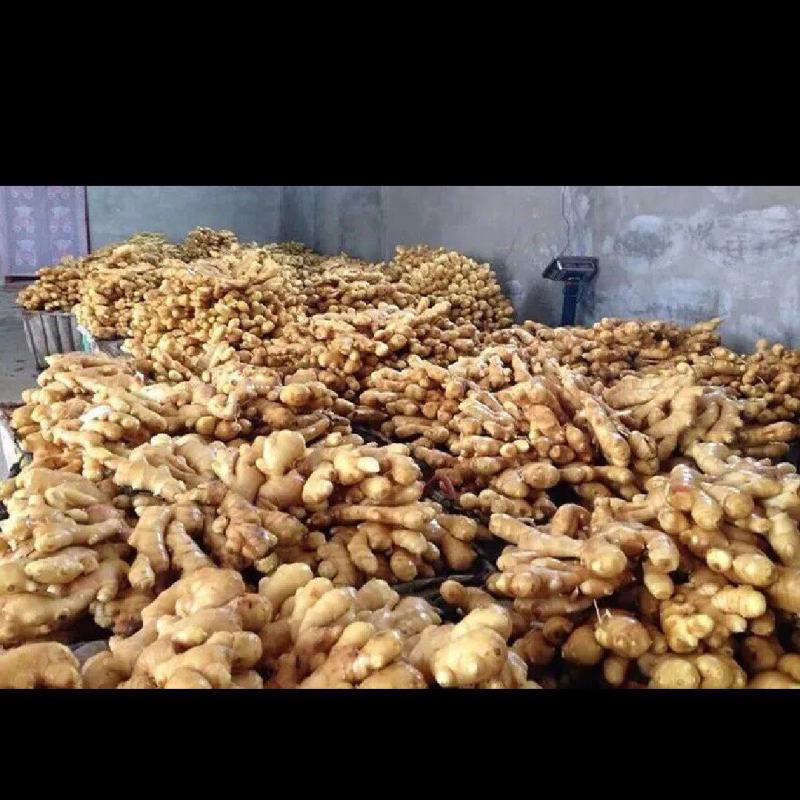 广西天等大肉嫩姜