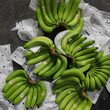 精品香蕉，大量现货，青蕉，二黄蕉，质量优质，合作共赢