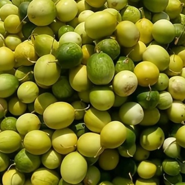 鲜货马泡瓜