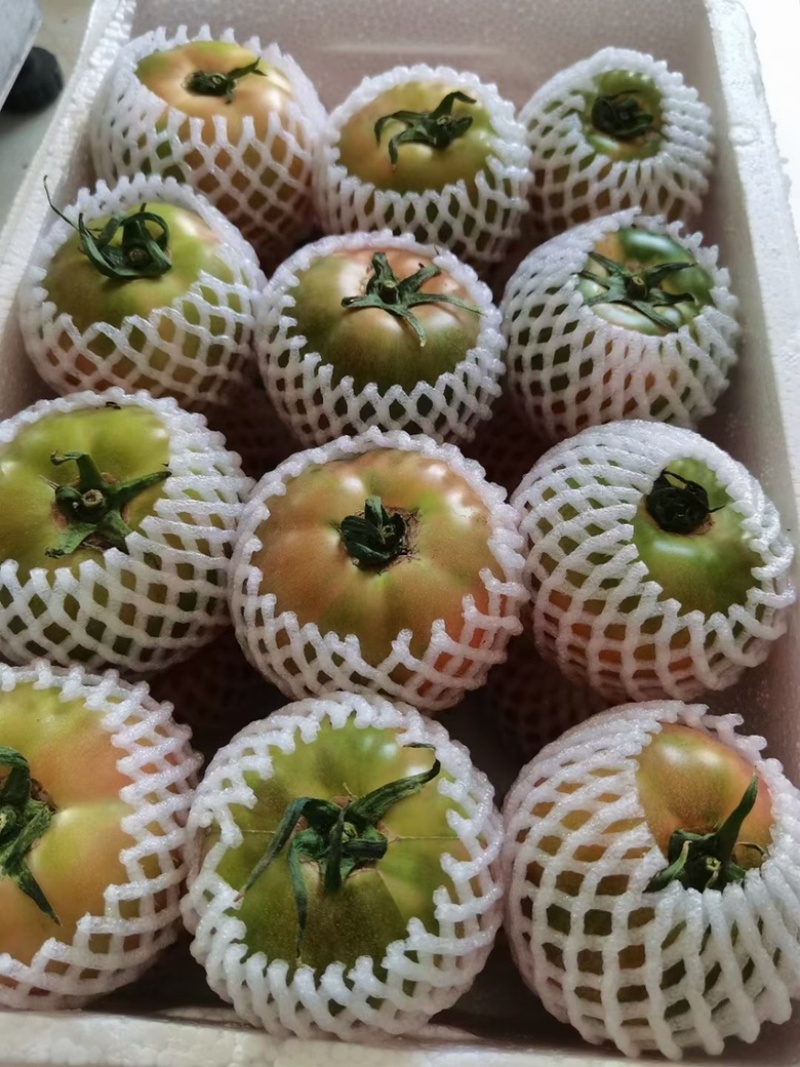 正宗自家大棚铁皮西红柿，批发零售均可有意联系