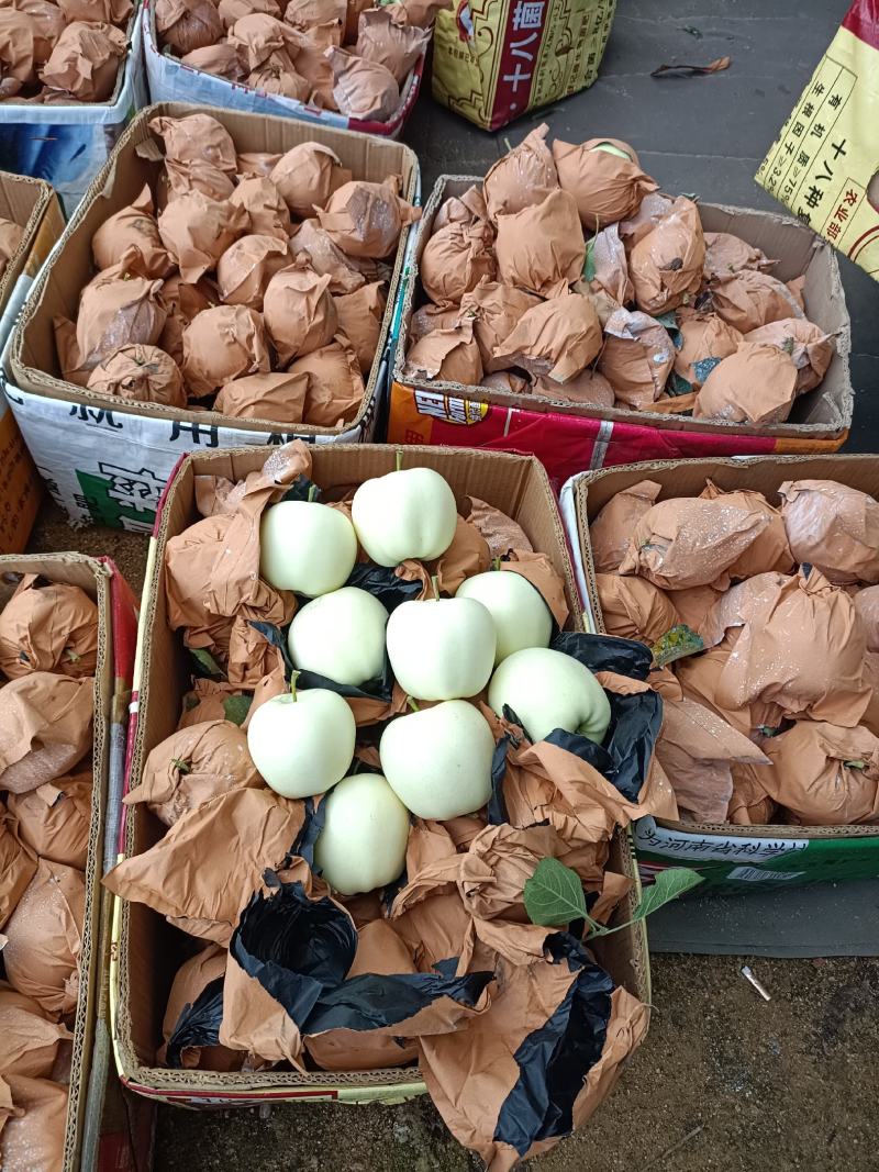 黄元帅大个干净白产区直发保质保量发货全国