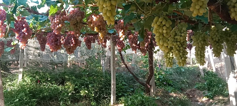 甜蜜蓝宝石，马奶，龙眼