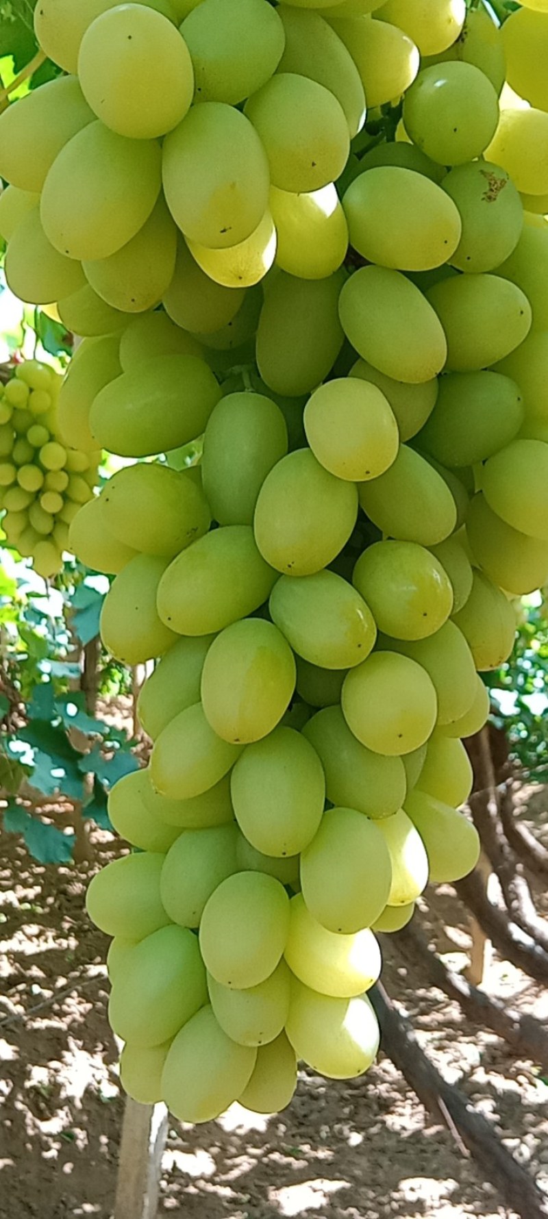 甜蜜蓝宝石，马奶，龙眼