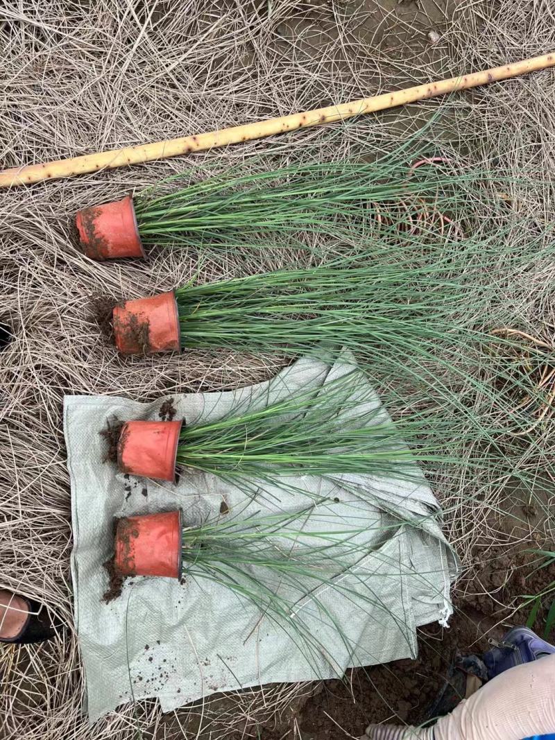 出售金边麦冬，18..23细叶芒，18...23芦苇，双