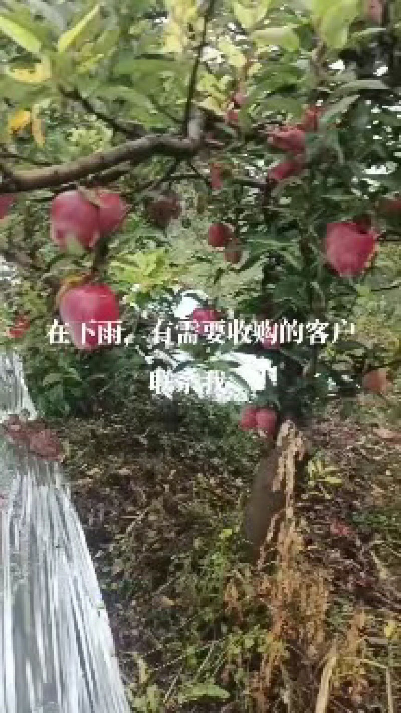 【推荐】甘肃精品花牛苹果礼县花牛大量供应，欢迎合作