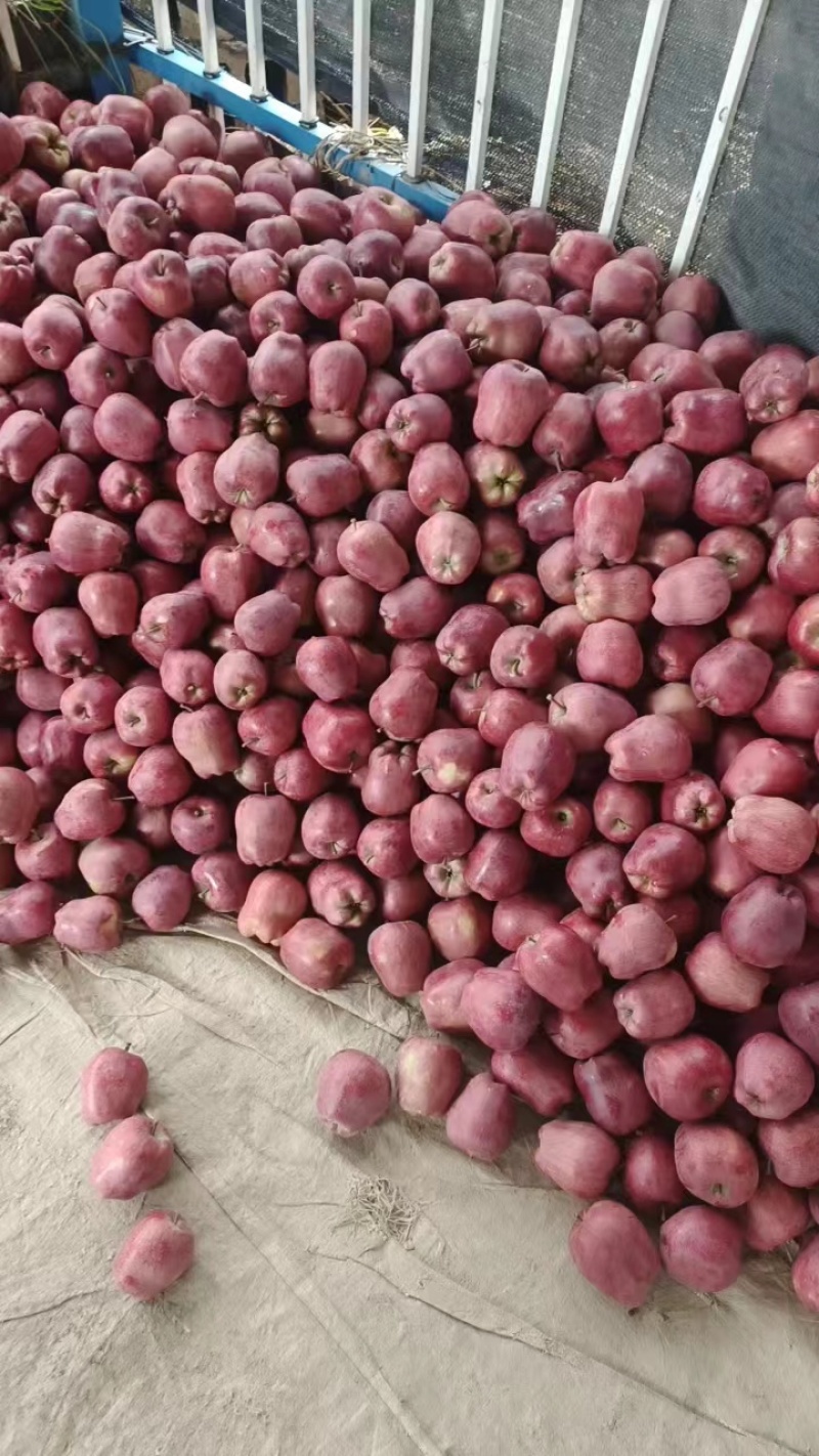 【精品花牛】甘肃精品花牛苹果礼县花牛大量供应，欢迎合作