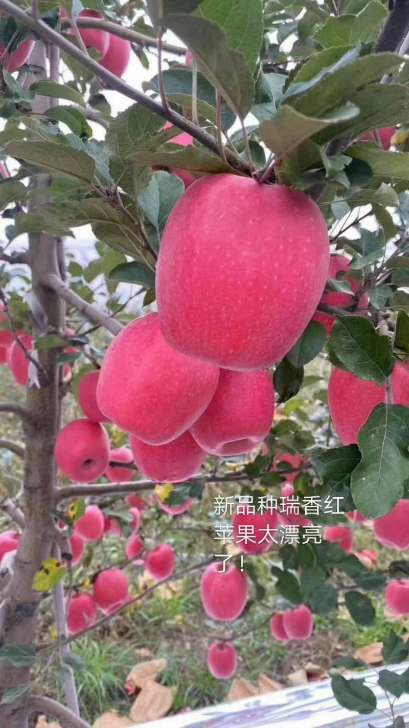 苹果苗