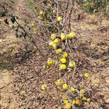 木瓜苗