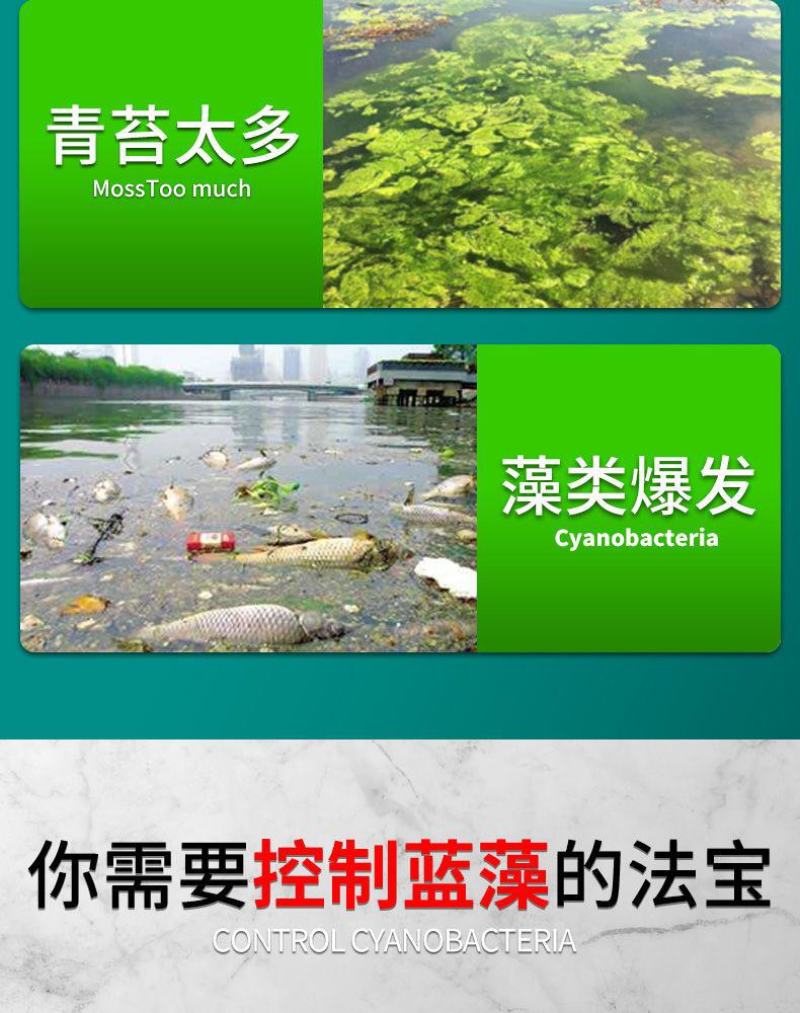 蓝藻分解素蓝藻速灭水产养殖小龙虾蟹鱼塘蓝藻分解酶除蓝藻毒