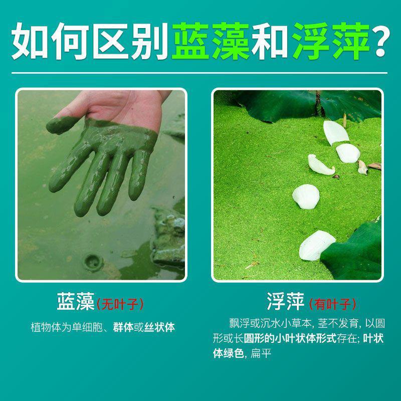蓝藻分解素蓝藻速灭水产养殖小龙虾蟹鱼塘蓝藻分解酶除蓝藻毒
