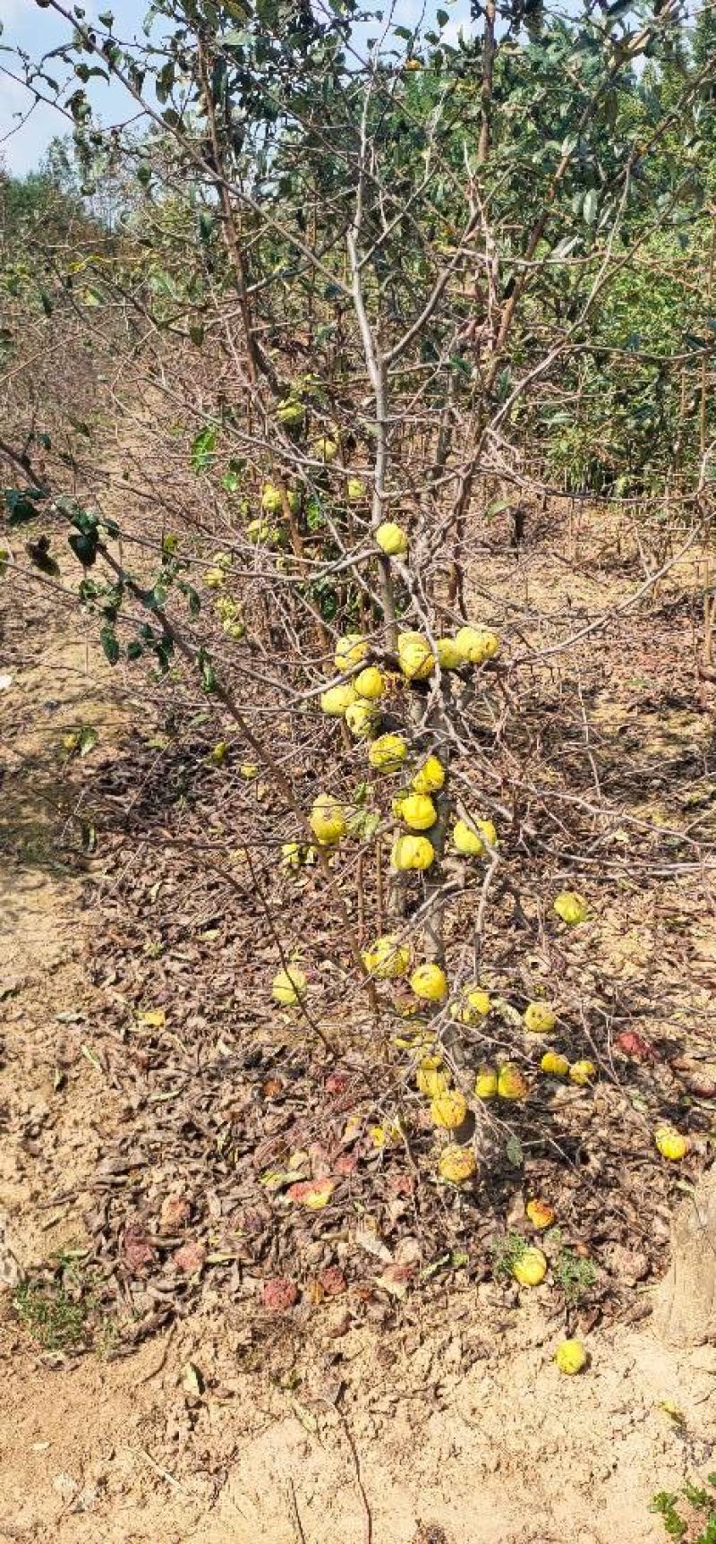 木瓜苗